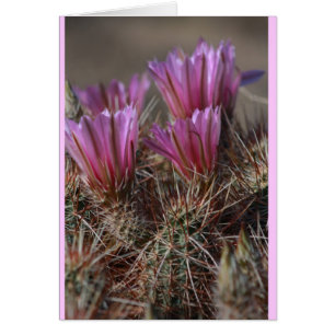 Pink Desert cactus bloom