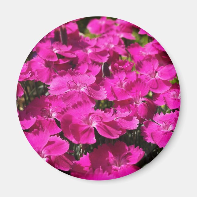 Pink Dianthus Flowers Magnet (Front)