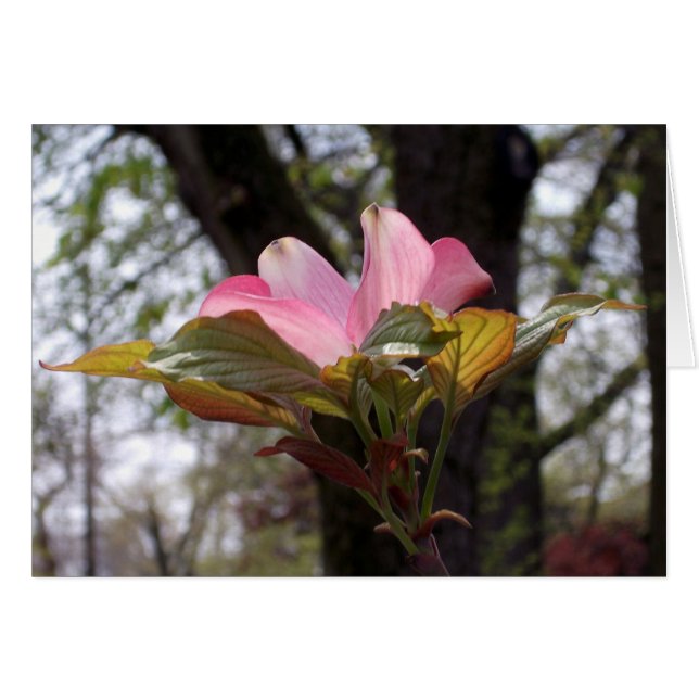 Pink dogwood (Front Horizontal)