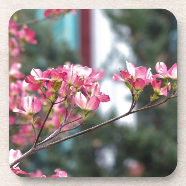Pink Dogwood Coaster (Front)