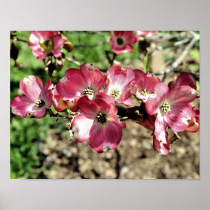 Pink Dogwood Flower Blossoms Close Up Poster