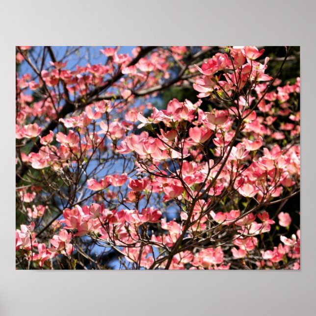 Pink Dogwood Flower Blossoms Poster (Front)