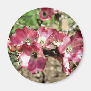 Pink Dogwood Flower Photography Magnet