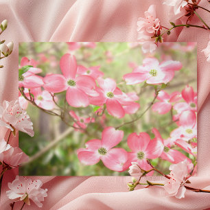 Pink Dogwood Flower Postcard