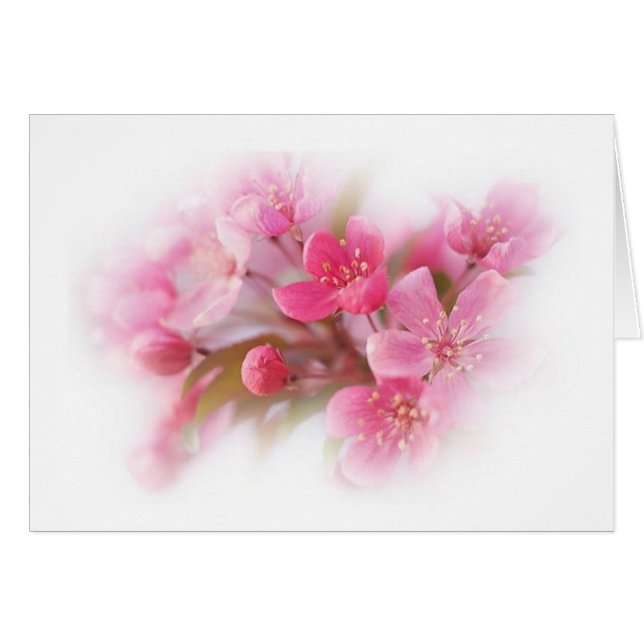 pink dogwood flowers (Front Horizontal)