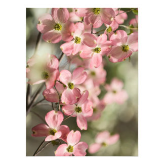 Pink dogwood flowers photo print