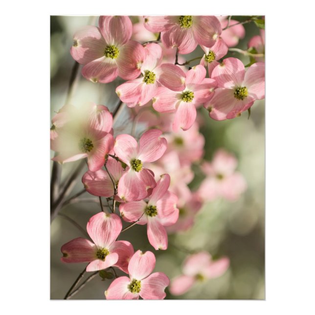 Pink dogwood flowers photo print (Front)