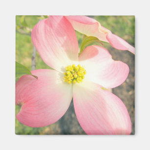 Pink Dogwood Magnet