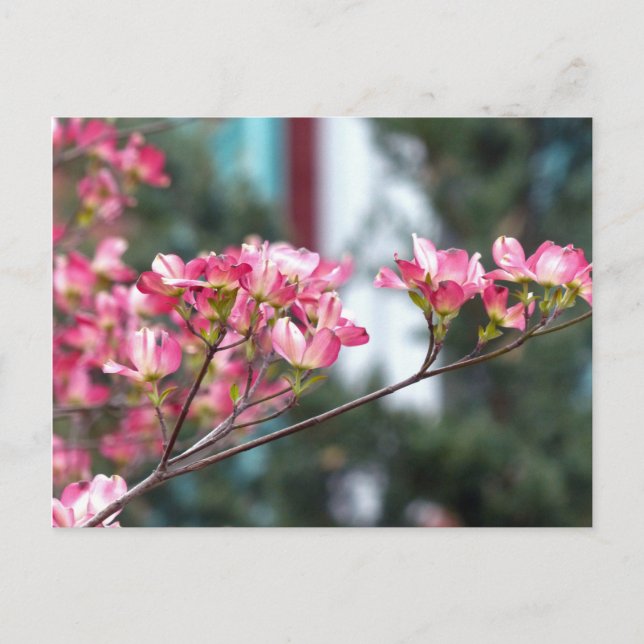 Pink Dogwood Postcard (Front)
