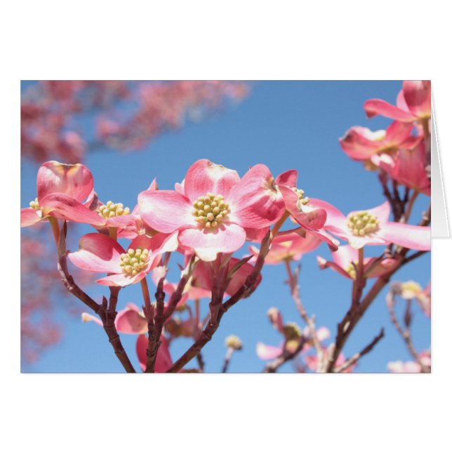 Pink Dogwoods (Front Horizontal)