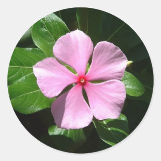 Pink Dot Classic Round Sticker