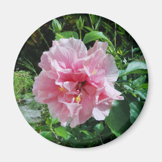 Pink Double Hibiscus Magnet