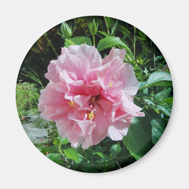 Pink Double Hibiscus Magnet (Front)