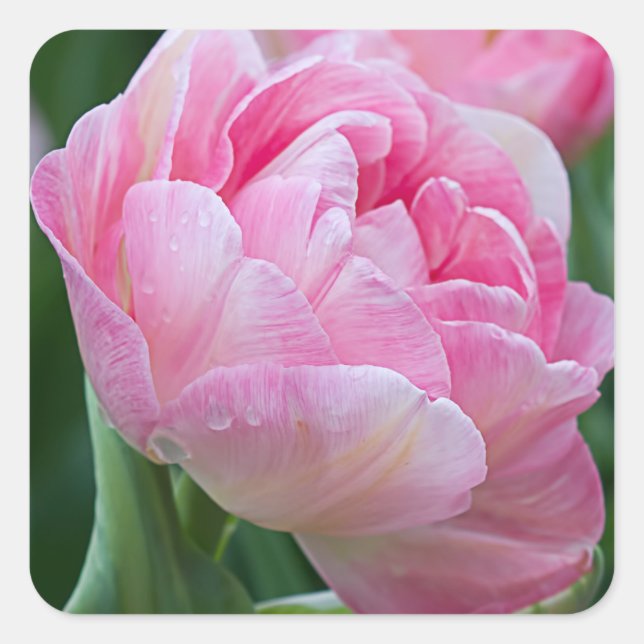 Pink Double Tulips Square Sticker (Front)