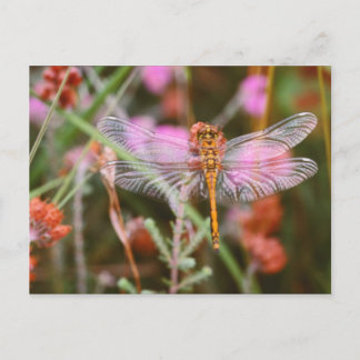 Pink Dragonfly on Flowers Postcard