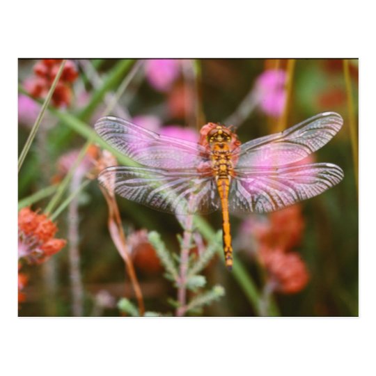 Pink Dragonfly on Flowers Postcard