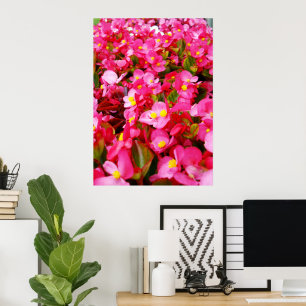 Pink Droplets Of Spring, Begonia,  Poster