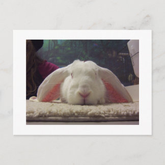 Pink Eared Rabbit Postcard