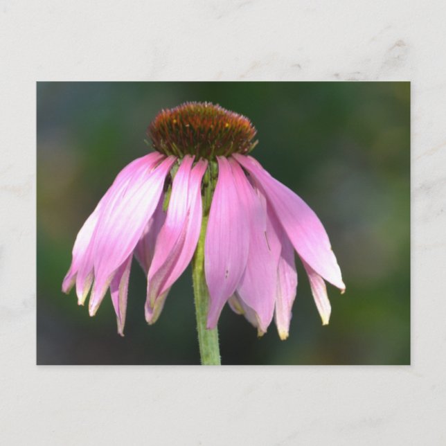 Pink Echinacea Postcard (Front)