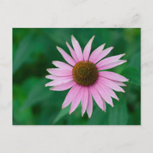 Pink Echinacea purpurea Postcard