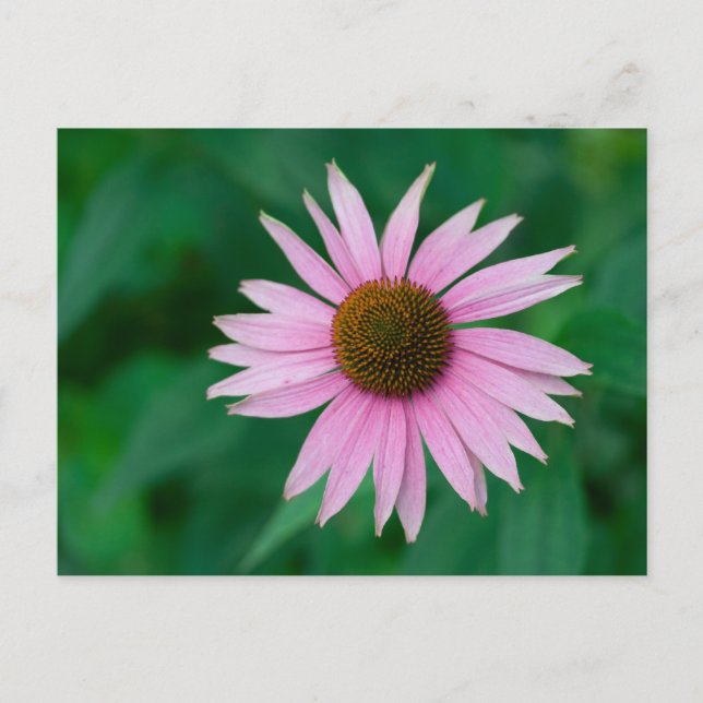 Pink Echinacea purpurea Postcard (Front)