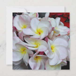 Pink‑Edged Plumeria Blossoms – Tropical Floral Not Card