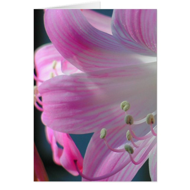 Pink Embrace Card (Front)