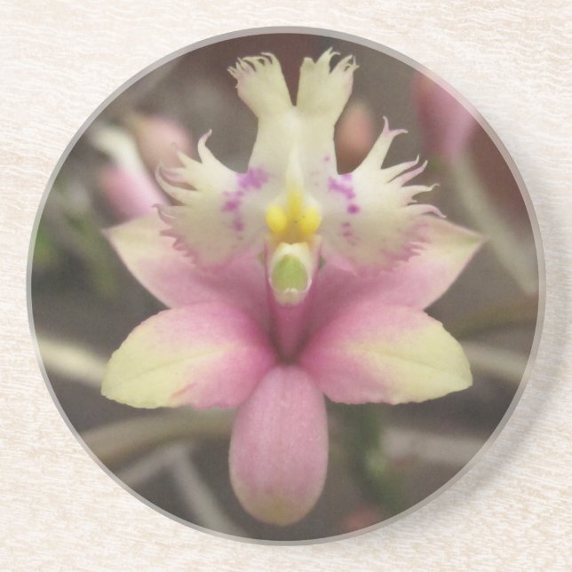 Pink Epidendrum Orchid Coaster (Front)
