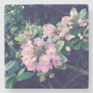 Pink Escallonia Floral Stone Coaster
