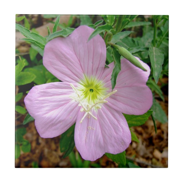 Pink evening primrose wild flower tile (Front)