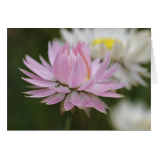 Pink Everlasting Daisy Card