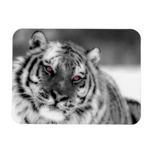 Pink Eyed Tiger Magnet