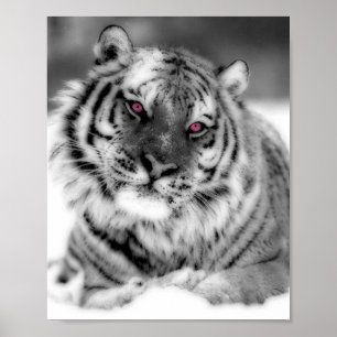 Pink Eyed Tiger Poster