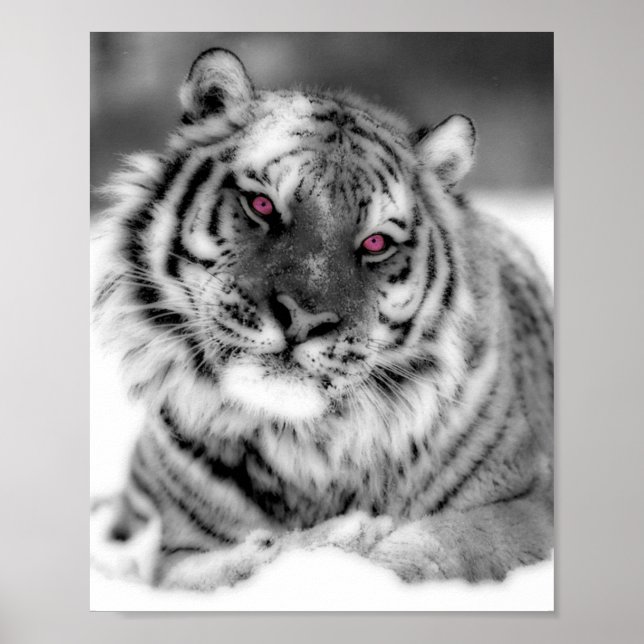 Pink Eyed Tiger Poster (Front)