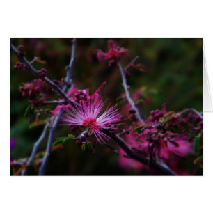 Pink fairy duster