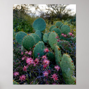 Pink Fairy Duster Flowers & Prickly Pear Cactus Poster