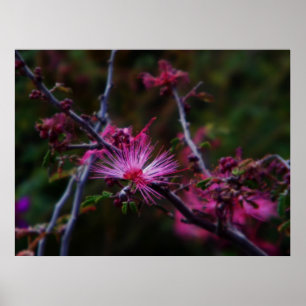 Pink Fairy Duster print