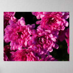 Pink Fall Mums Poster