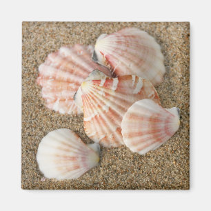 Pink Fan Shells Magnet