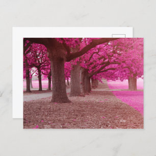 Pink Fantasy park Postcard