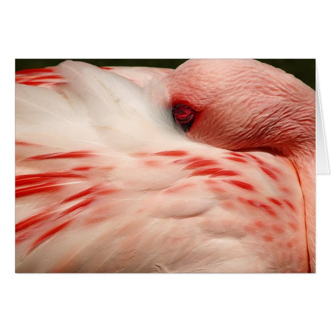 Pink Flamingo (Front Horizontal)