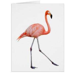 Pink Flamingo