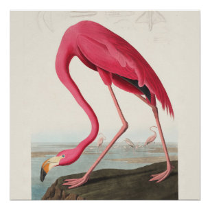 Pink Flamingo Art  Poster