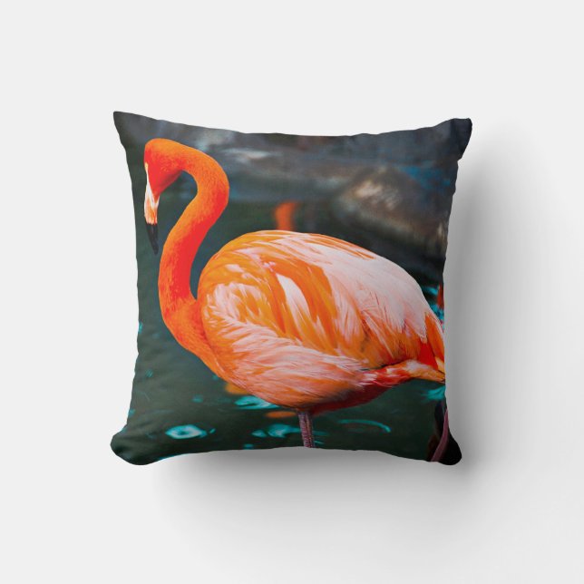 Pink Flamingo Bird Photo Beautiful Bold Modern Cushion (Front)