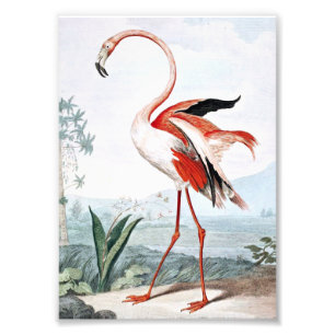 Pink Flamingo Bird Vintage Art Photo Print