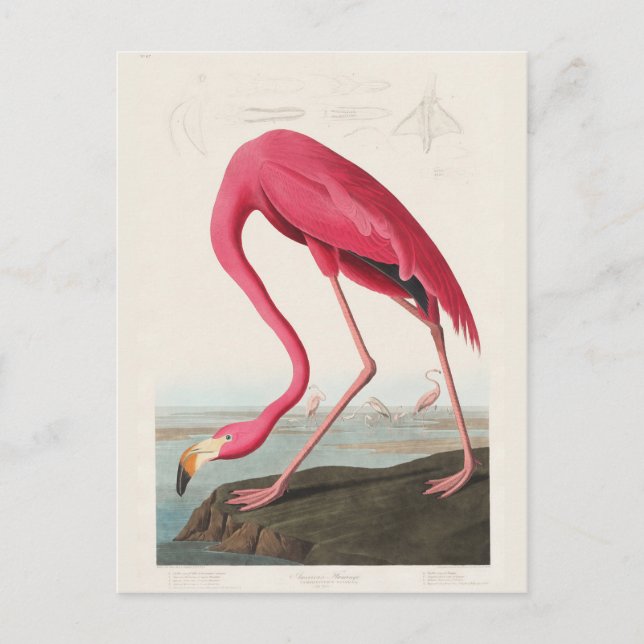 Pink Flamingo, Birds of America by J.J. Audubon Postcard (Front)