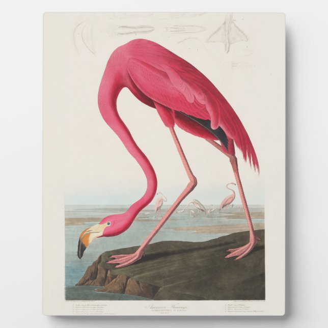 Pink Flamingo by John Audubon Plaque (Front)