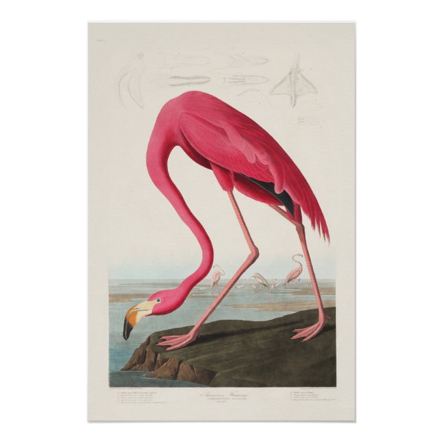 Pink Flamingo by John Audubon Poster (Front)