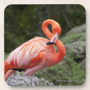 Pink Flamingo Coaster