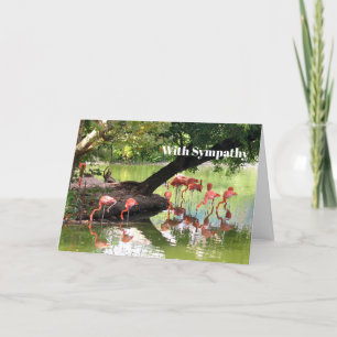Pink Flamingo Flock Wildlife Photo Sympathy Card
